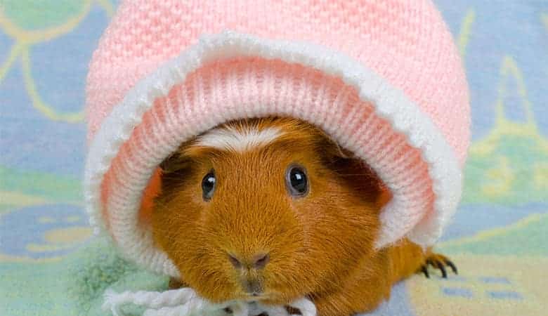 how warm do guinea pigs need to be