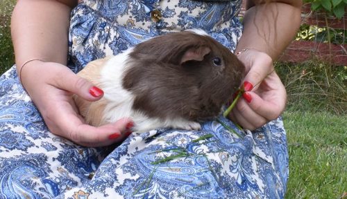How to get your guinea pig to trust you