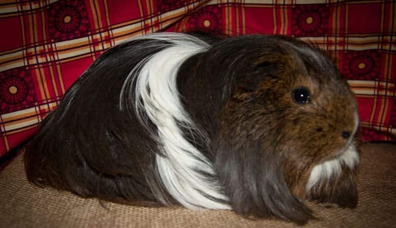 Silkie-Guinea-Pig-breed