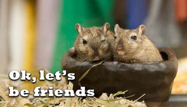 gerbils-being-friends