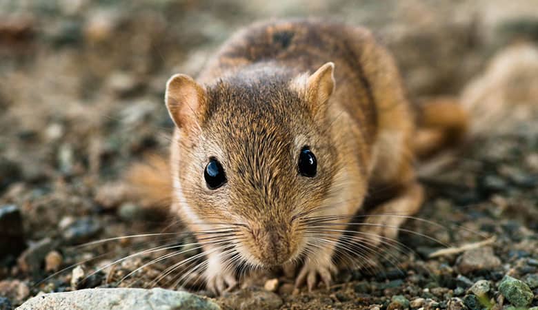 Can-Gerbils-learn-Their-name