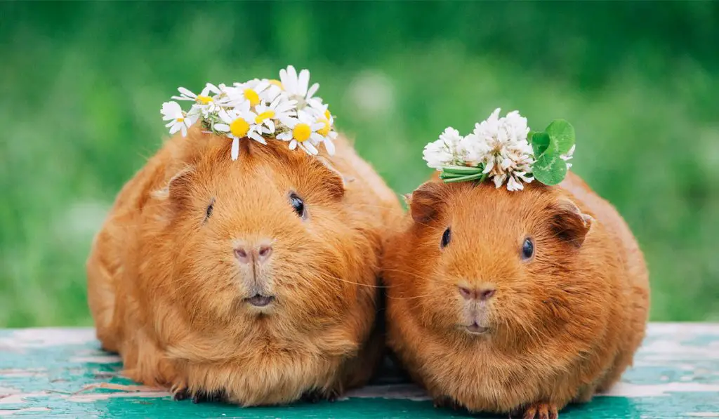 What To Do When One Guinea Pig Dies? {Will The Other One be Ok