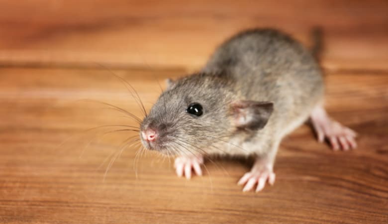mouse-pocket-pet