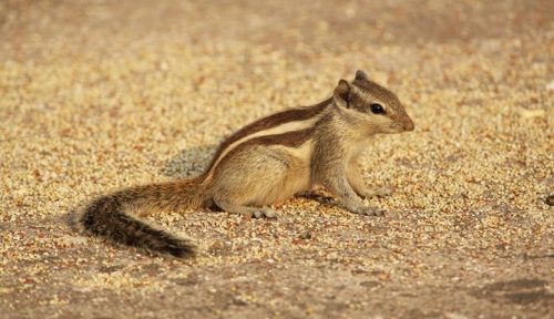 List of The Best Pocket Pets Based on Your Preferences & Needs – Pocket