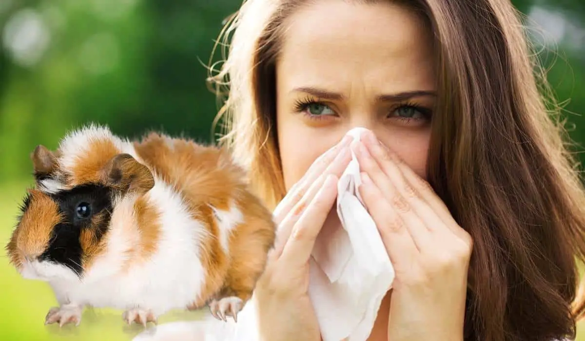 What To Do If You Are Allergic To Your Guinea Pigs atelieryuwa.ciao.jp