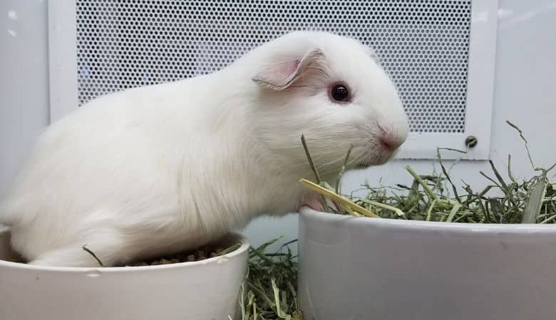 How Long Can Guinea Pigs Go Without Food And Water Pocket Pet Central