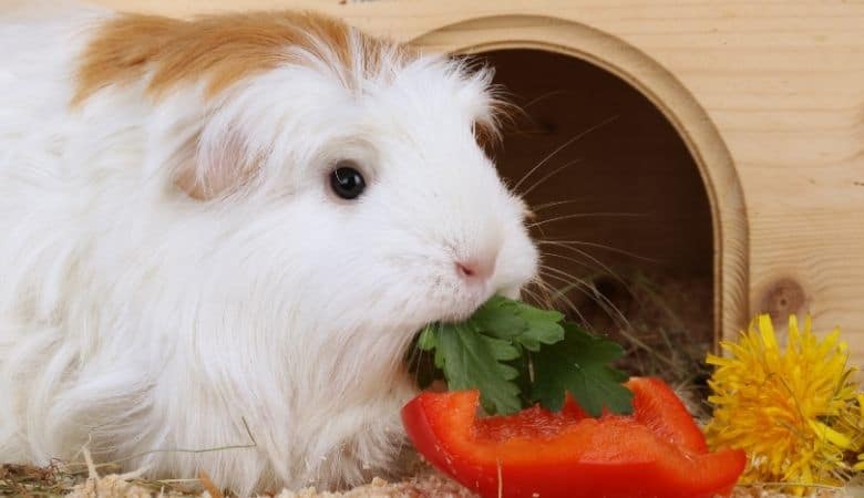 How long can a guinea pig go without eating