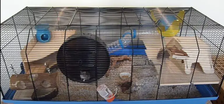 Picture of What to Do With Old Hamster Cage {Best Ways to Clean and Dispose ...