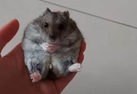 Picture of Why Do Hamsters Eat Their Poop {Is This Normal?} - Pocket Pet Central