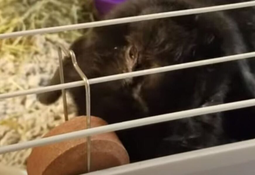 Why Do Rabbits Need Salt Wheels? {At What Age?} Pocket Pet Central