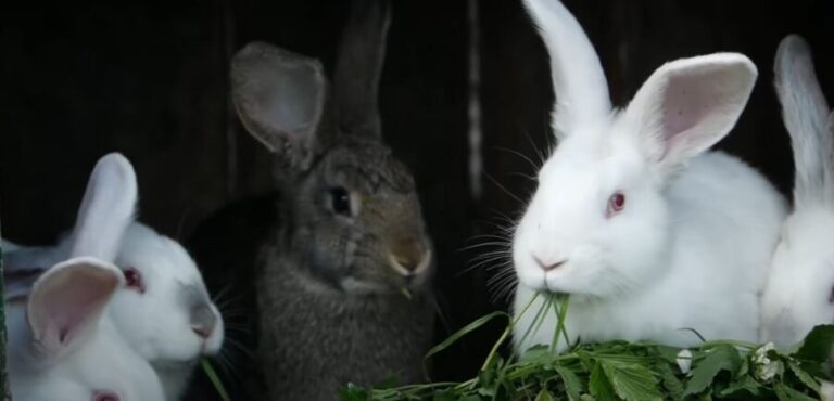 Lush Can Rabbits Eat Green Onions Photo for Your Screen Lush Can Rabbits Eat Green Onions Photo for Your Screen
