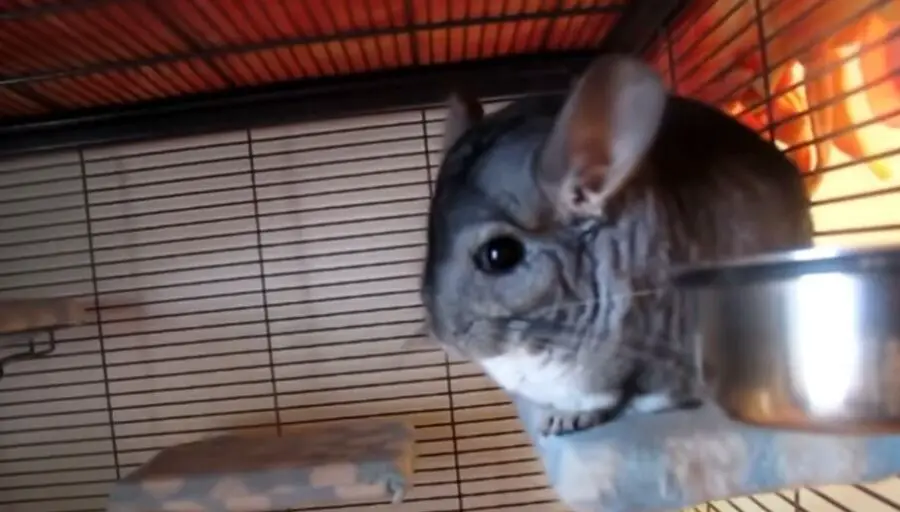 What Is the Ideal Temperature for a Chinchilla? {How To Cool Them Down