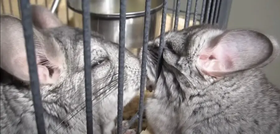 do chinchillas know their name