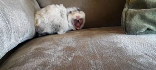 Picture of Why Does My Hamster Keep Yawning? {6 Reasons Why Hamsters Yawn ...