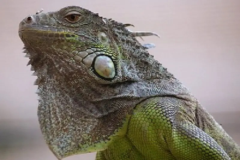 Iguanas Turning Black