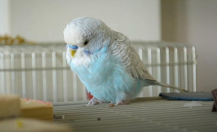Signs-Your-Budgie-is-Dying-Slowly