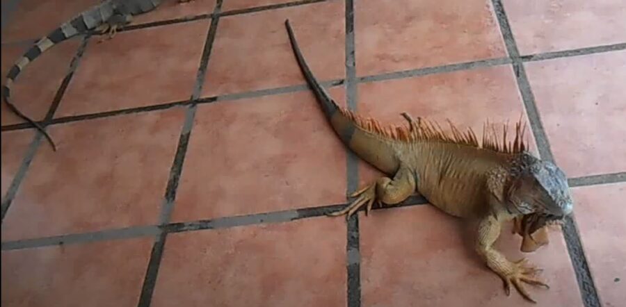 Does Iguanas Tails Grow Back