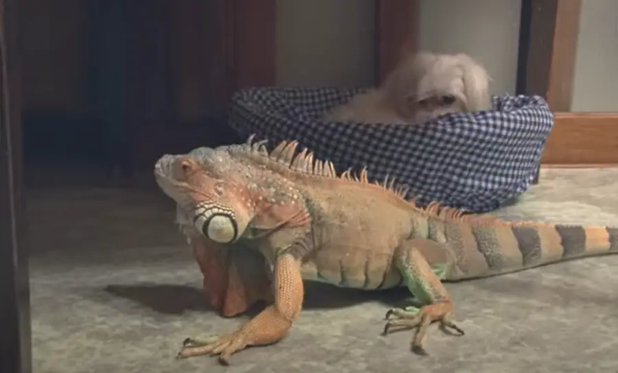 iguana with dog