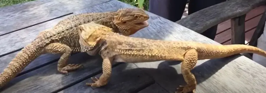 what eats a bearded dragon