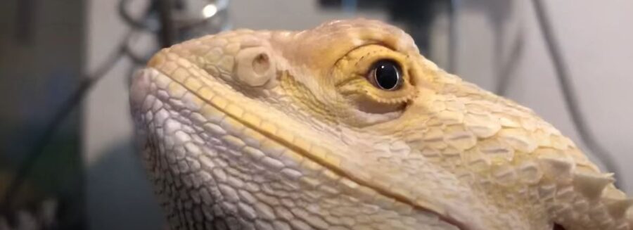 Why Do Bearded Dragons Have Nose Plugs?