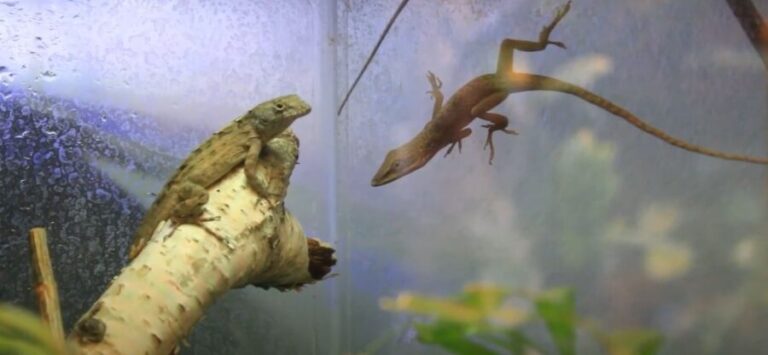 Curated visual reference: Visual Reference: Do Anoles Need A Heat Lamp 5 Ways Anoles Regulate