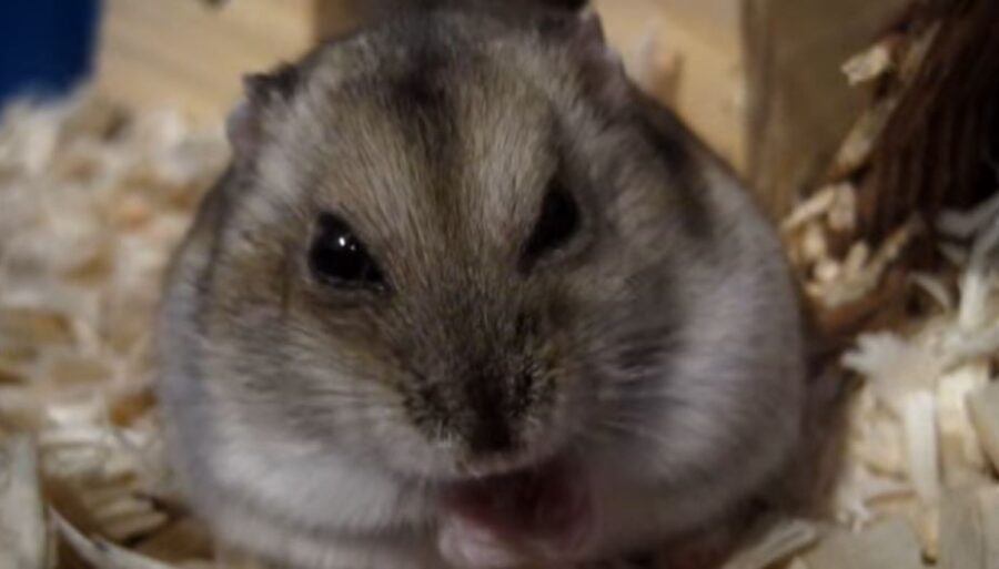 Do Hamsters Play Dead? {3 Reasons Why} Pocket Pet Central