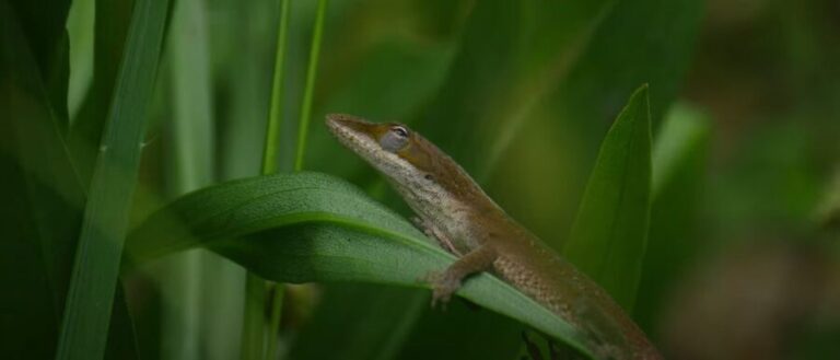 6 Signs My Anole Is Dying {Symptoms and Examples} - Pocket Pet Central