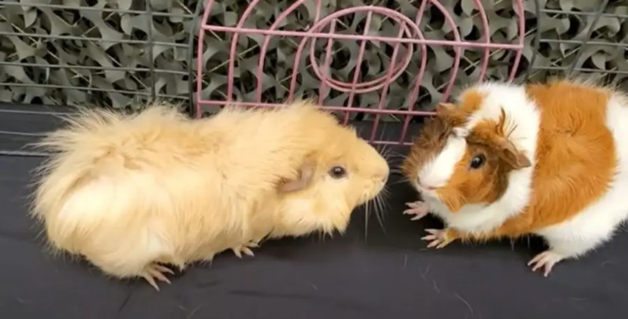 LIFE CYCLE of a GUINEA PIG  Birth, Puberty, Reproductive Cycle